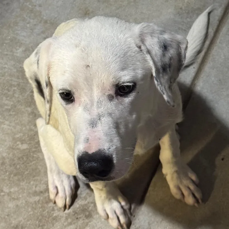A young medium-sized male Terrier dog named Sox for adoption in Birmingham, AL