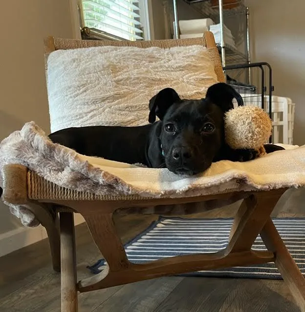A baby medium-sized female Terrier dog named Starling for adoption in Cumming, GA