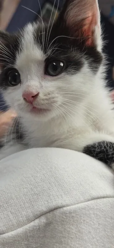 A baby medium-sized female White Domestic Short Hair cat named Tippy for adoption in Belton, MO
