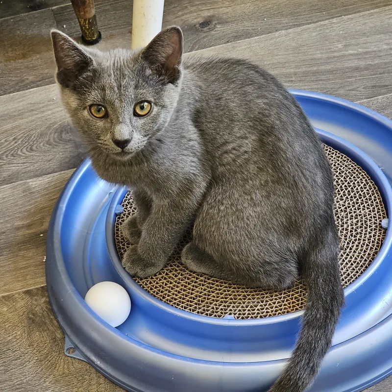 A baby medium-sized male Gray / Blue / Silver Domestic Short Hair cat named Dusty for adoption in Mount Rainier, MD