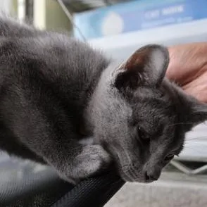 Dusty thumbnail 2
