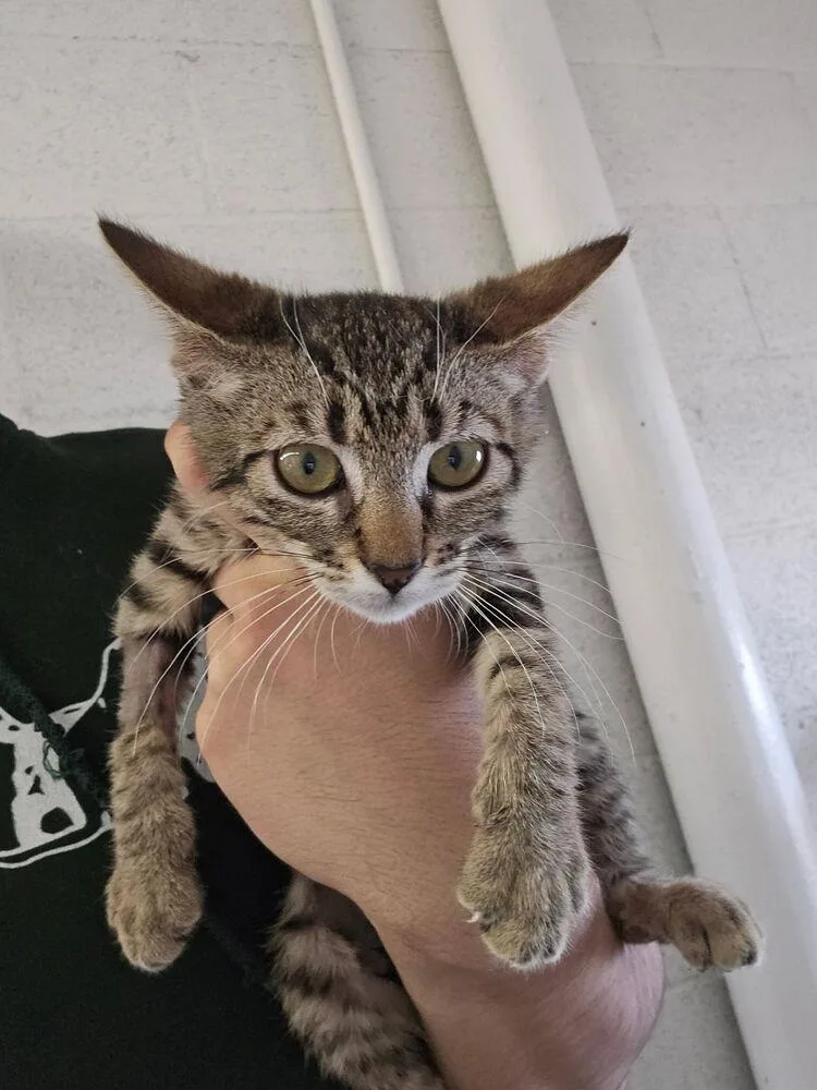 A baby small-sized female Tabby (Brown / Chocolate) Domestic Short Hair cat named Erica for adoption in Ontario, CA