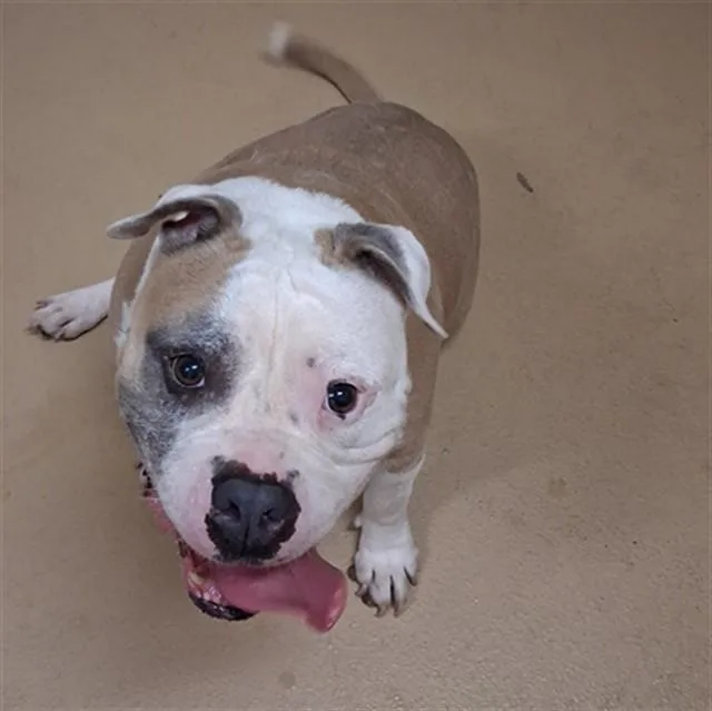 An adult large-sized female American Bulldog dog named Dumpling for adoption in Chula Vista, CA