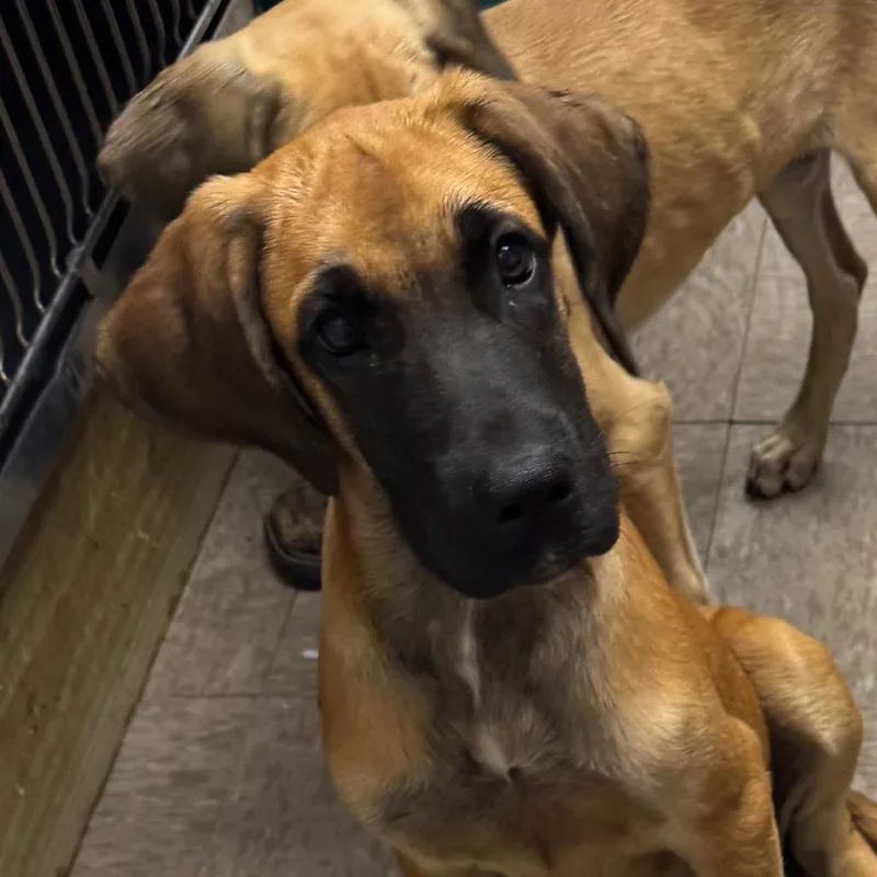 A baby medium-sized male Brown / Chocolate Hound dog named Jack Jack for adoption in Birmingham, AL