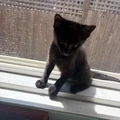 A baby small-sized female Black Domestic Medium Hair cat named Nebula for adoption in San Pablo, CA