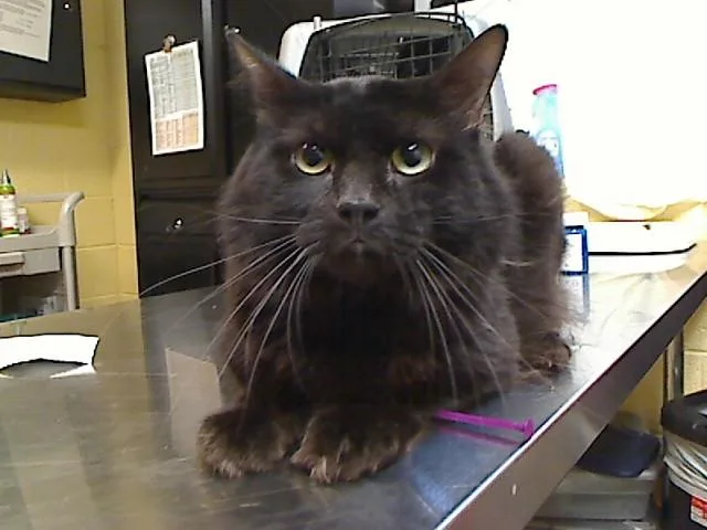 A young medium-sized male Domestic Medium Hair cat named Dingle for adoption in Cookeville, TN