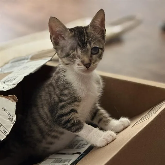 A baby small-sized male Domestic Short Hair cat named Tessa for adoption in San Antonio, TX