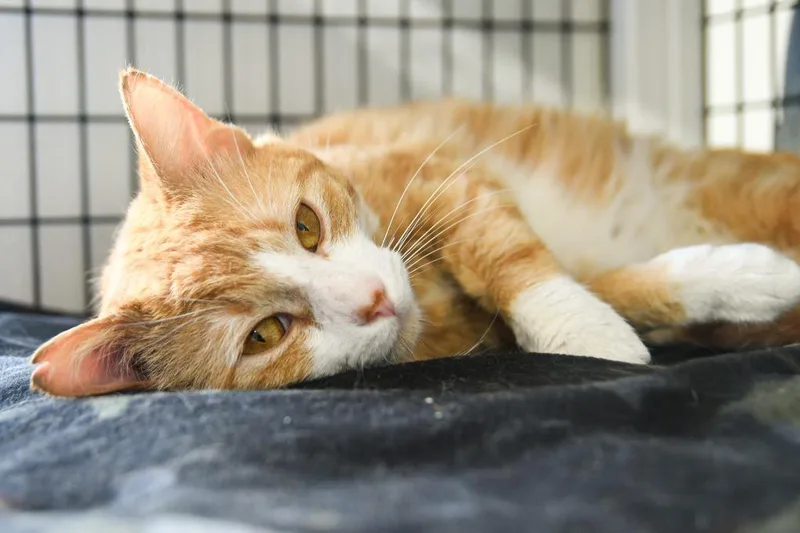 A young large-sized male Domestic Short Hair cat named Sunkist for adoption in Ewing, NJ