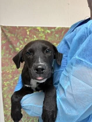 A young small-sized female Labrador Retriever dog named Laura for adoption in San Antonio, TX