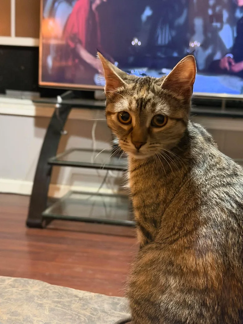 A young medium-sized female Domestic Short Hair cat named Astrid for adoption in Cowlesville, NY