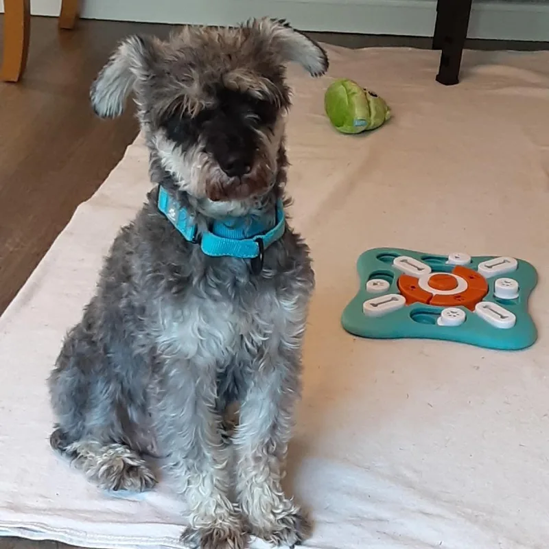 A senior small-sized female Gray / Blue / Silver Miniature Schnauzer dog named Kylie for adoption in Novelty, OH