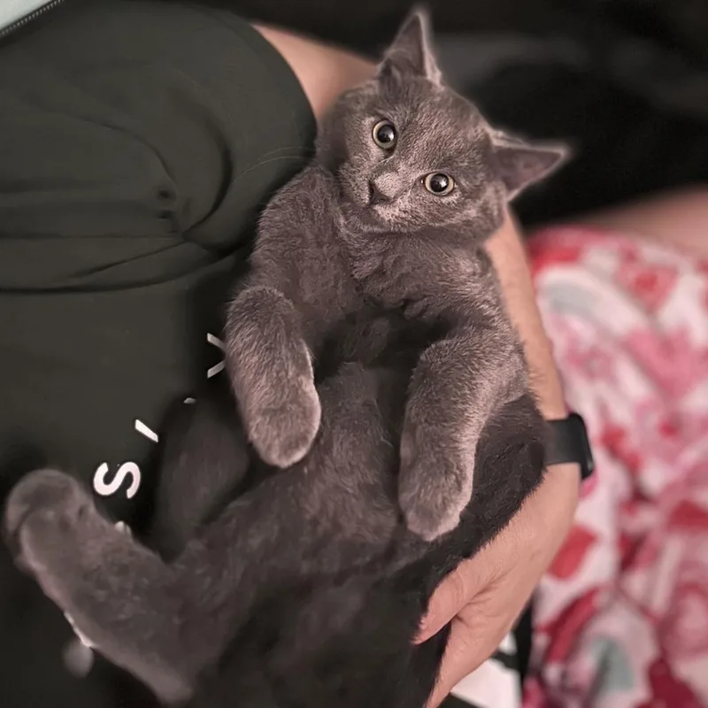 A young medium-sized female Gray / Blue / Silver Domestic Short Hair cat named Chickpea for adoption in Walden, NY