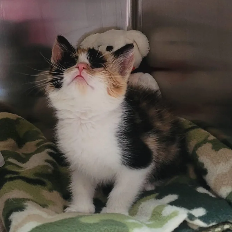 A baby medium-sized female Calico Domestic Medium Hair cat named Mavis for adoption in Tomah, WI
