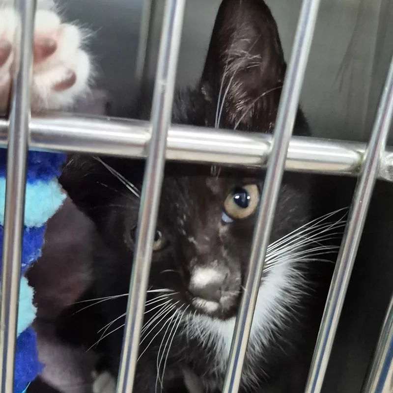 A baby small-sized male Black Domestic Short Hair cat named Berliz for adoption in Vieques, PR