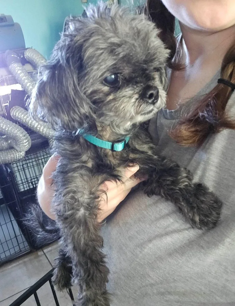 A senior small-sized female Poodle dog named Dixie Belle for adoption in Mooresville, NC