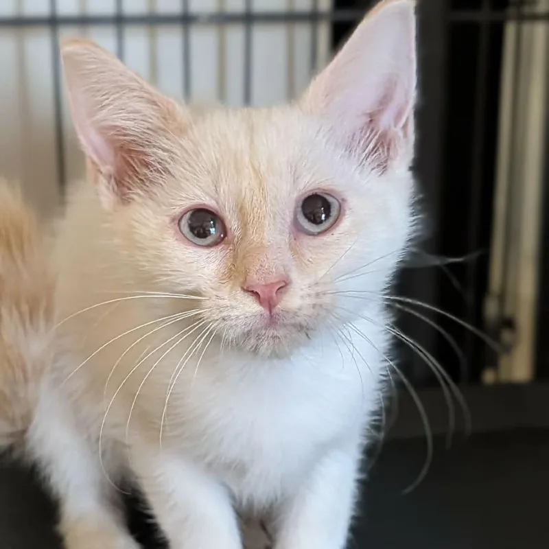 A baby medium-sized female White Domestic Short Hair cat named Brittany for adoption in Cape Girardeau, MO