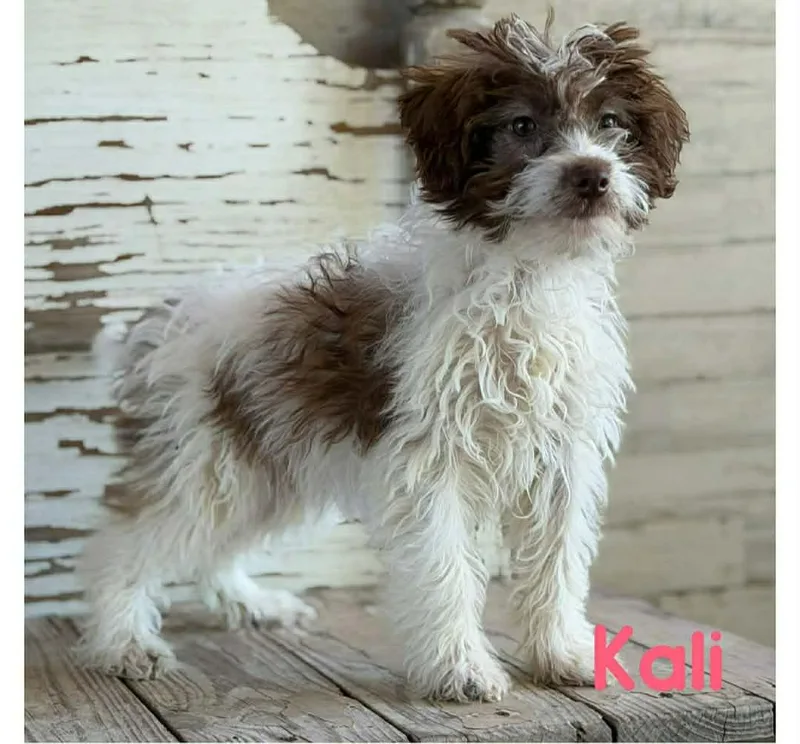A baby small-sized female Poodle dog named Kali for adoption in Coldwater, MI
