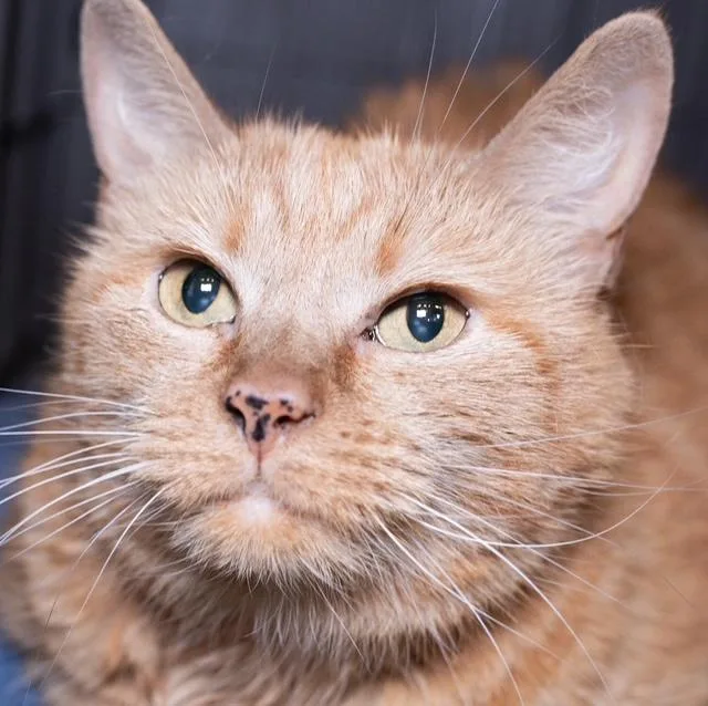 A senior medium-sized female Domestic Short Hair cat named Addie for adoption in Boston, MA