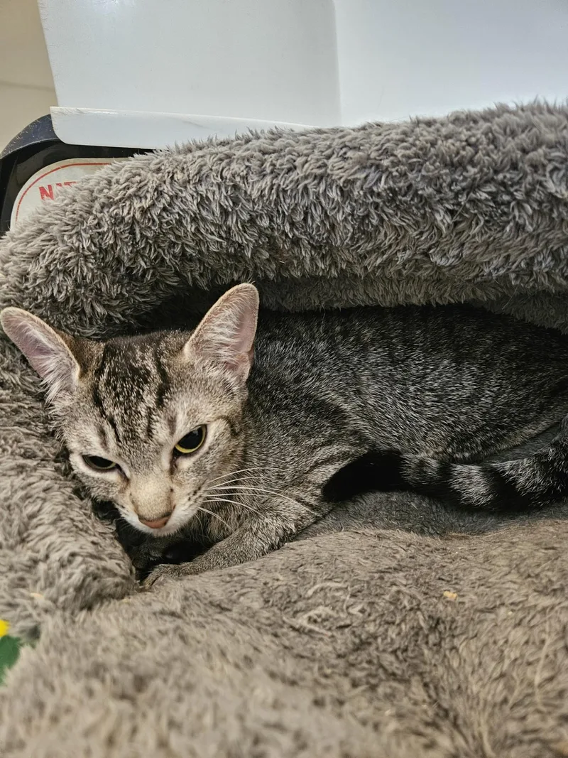 An adult medium-sized female Domestic Short Hair cat named Valve for adoption in Claremont, NH