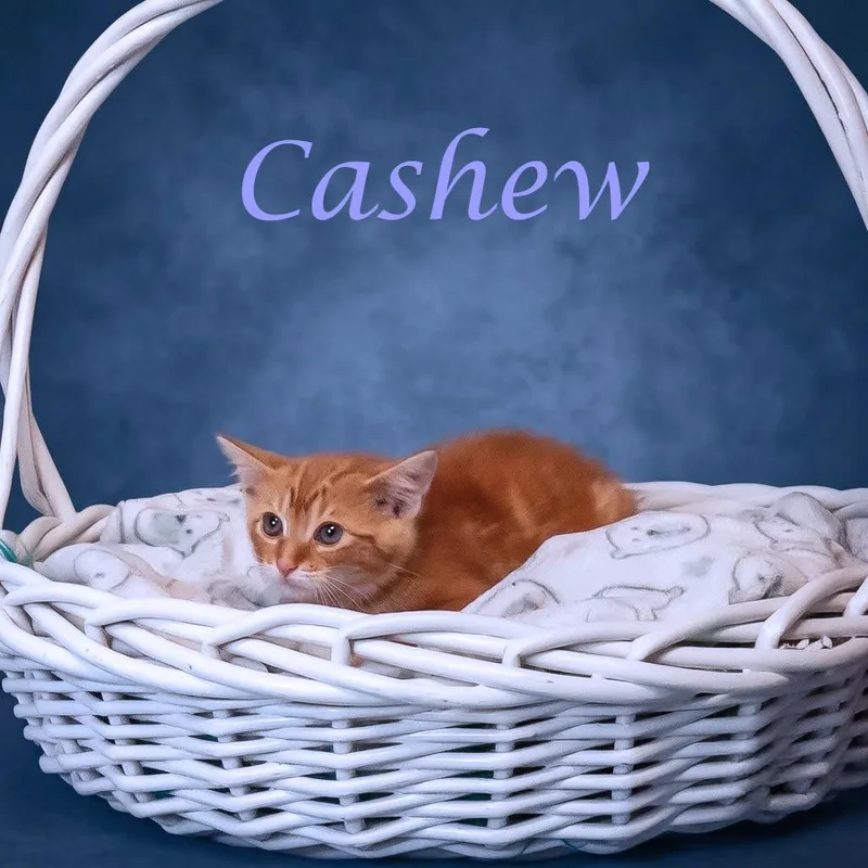 A baby small-sized male Orange / Red Domestic Short Hair cat named Cashew C for adoption in Lebanon, TN