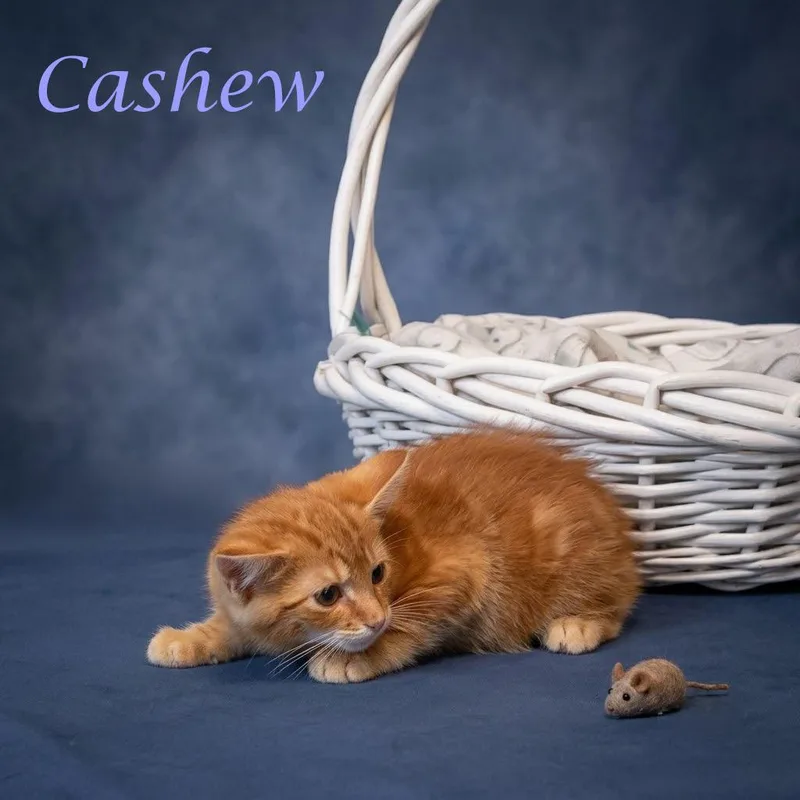 Cashew C thumbnail 2