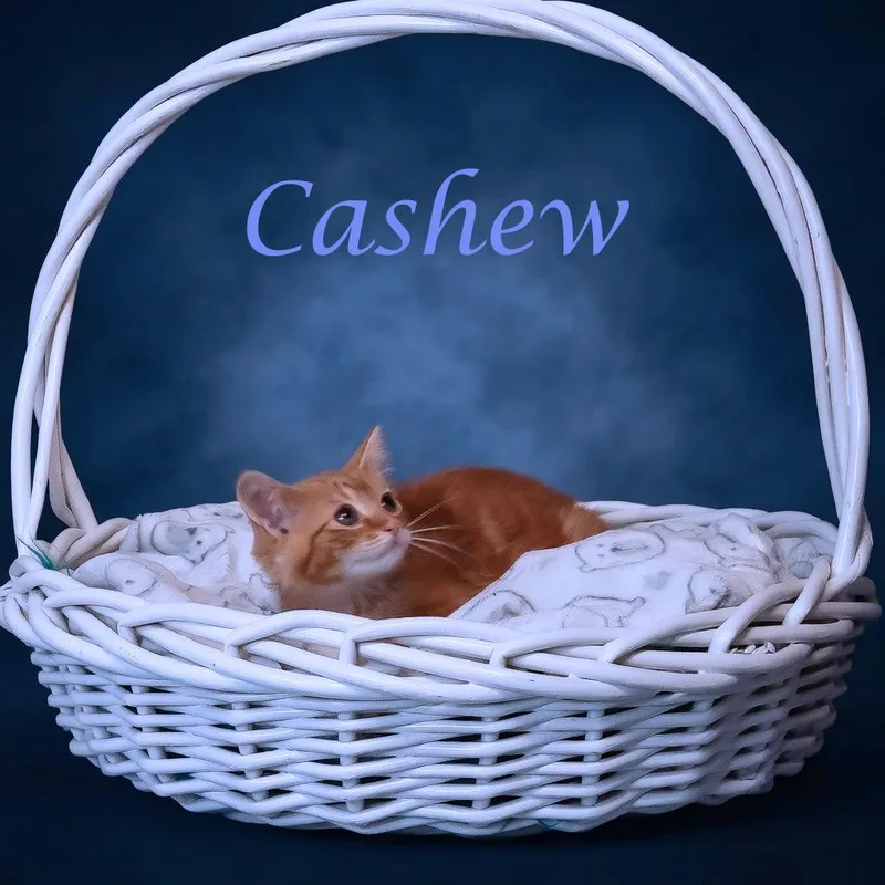 Cashew C thumbnail 3