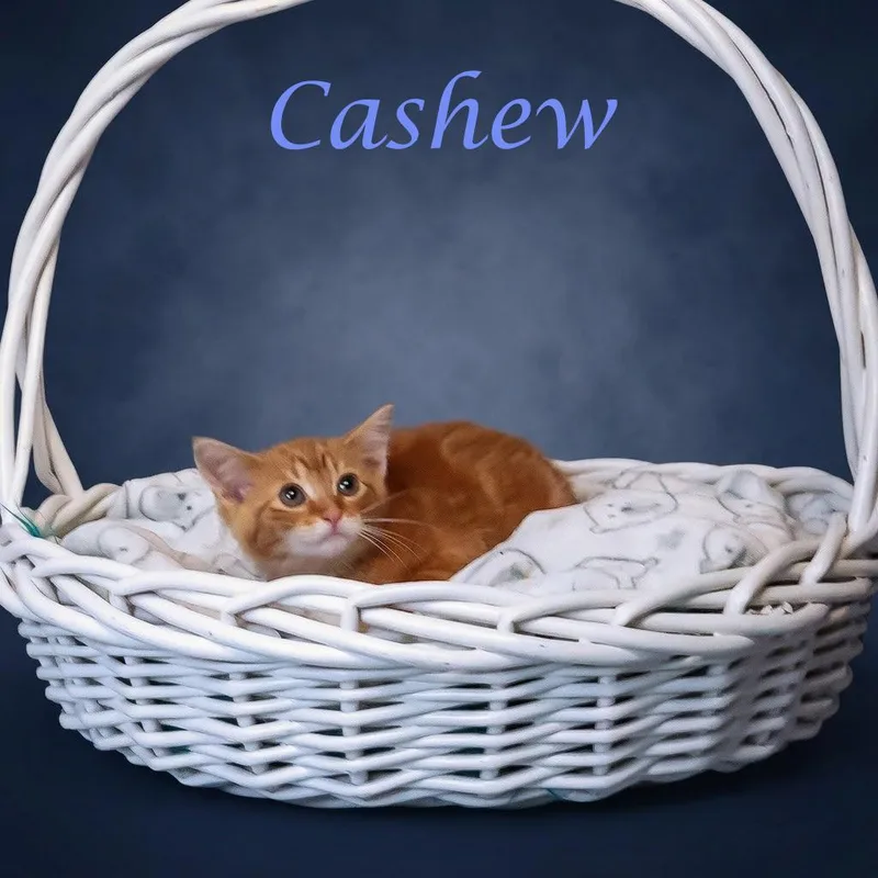 Cashew C thumbnail 4
