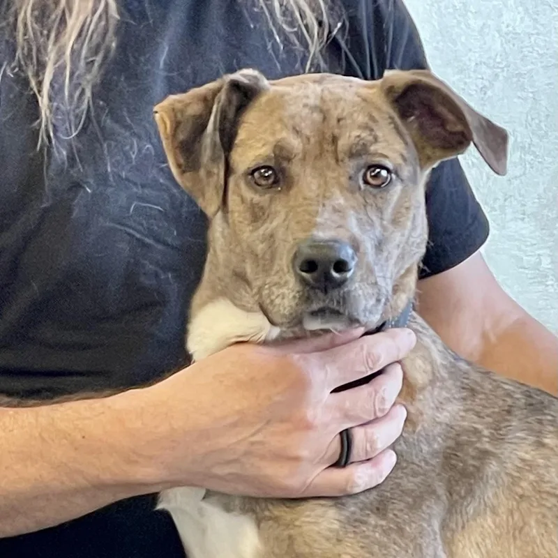 A young medium-sized female Merle (Blue) Catahoula Leopard Dog dog named Cassie for adoption in Barrington Hills, IL