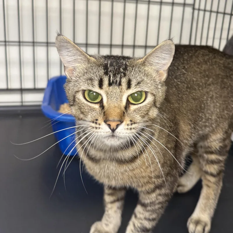 A young medium-sized female Tabby (Brown / Chocolate) Domestic Short Hair cat named Madeline for adoption in Mount Rainier, MD