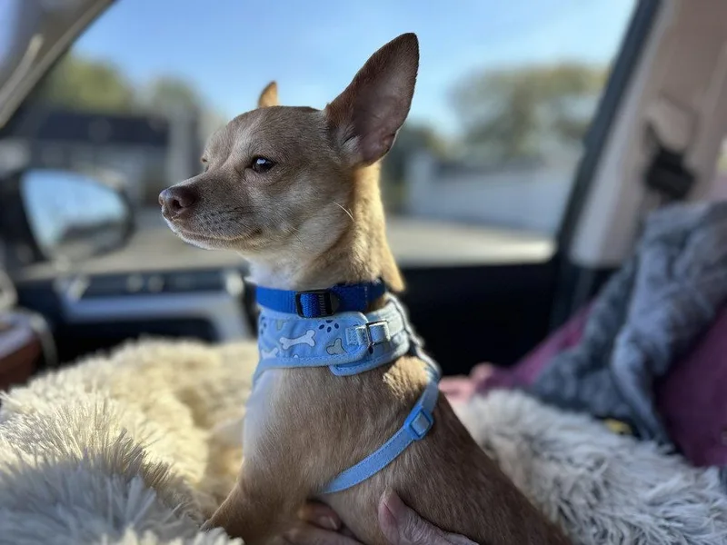 Cannolitate~ thumbnail 2