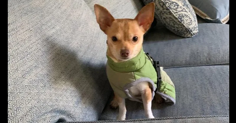 Cannolitate~ thumbnail 3