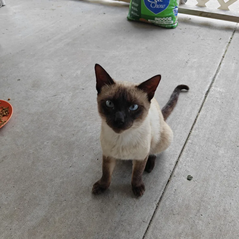 A young medium-sized male Seal Point Siamese cat named Jackie Chan for adoption in Cleveland, TX