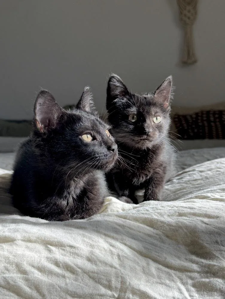 A baby small-sized male Black Domestic Short Hair cat named Thimble for adoption in Tucson, AZ