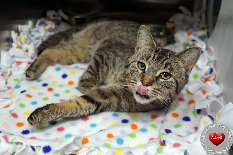 A young large-sized male Domestic Short Hair cat named Pike for adoption in Sidney, OH