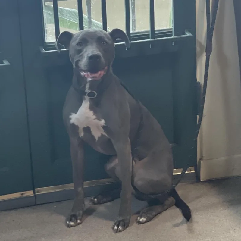 An adult medium-sized female Gray / Blue / Silver Pit Bull Terrier dog named Peaches for adoption in Pasadena, CA
