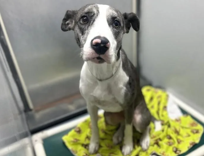 An adult large-sized female Catahoula Leopard Dog dog named Wynona for adoption in Houston, TX