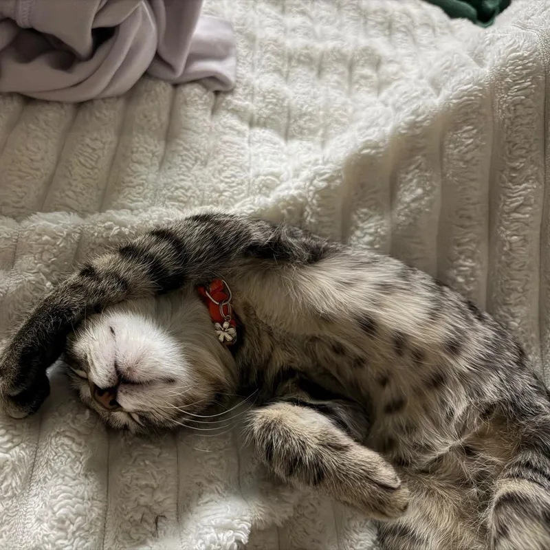 A baby small-sized female Brown / Chocolate Domestic Short Hair cat named Gummy Bear for adoption in Layton, UT