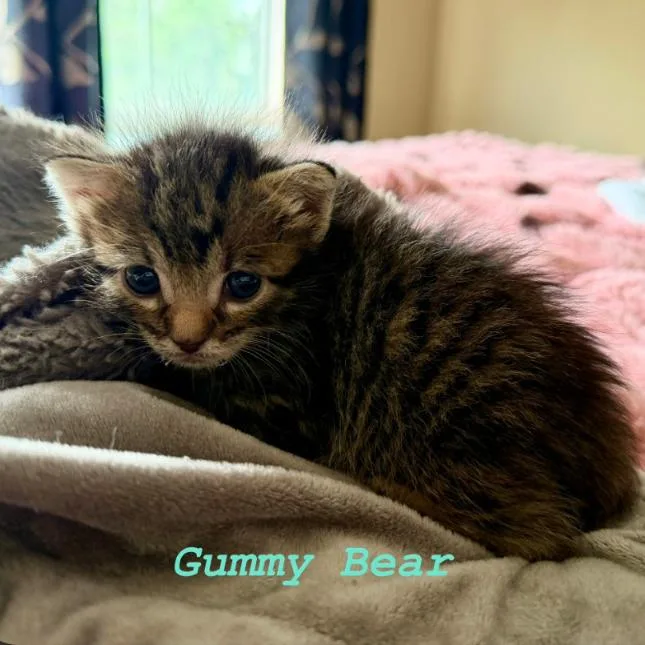 Gummy Bear thumbnail 4