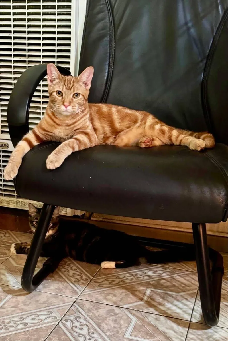 A young small-sized male Orange / Red Domestic Short Hair cat named Parton for adoption in Mission Viejo, CA