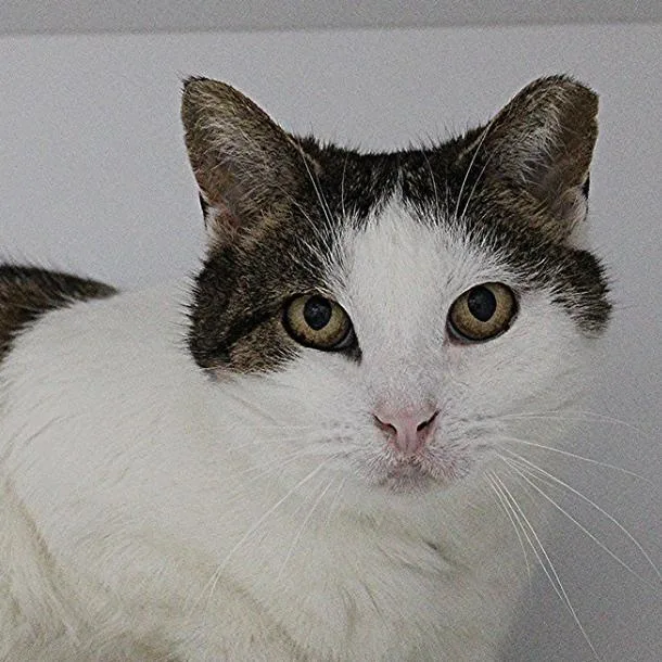 An adult medium-sized male White Domestic Short Hair cat named Bowie for adoption in Defiance, OH