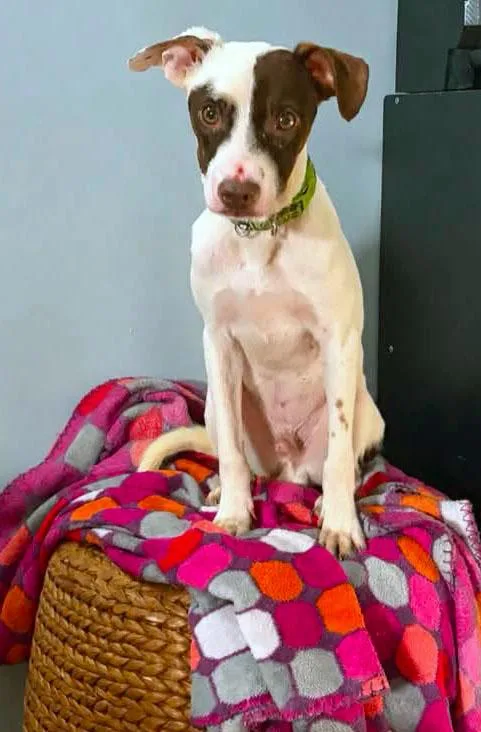 A young small-sized male Terrier dog named Chance for adoption in Kansas City, KS