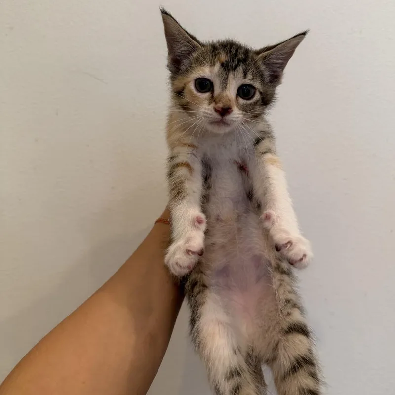 A baby medium-sized female Tabby (Brown / Chocolate) Domestic Short Hair cat named Pdf for adoption in Chattanooga, TN