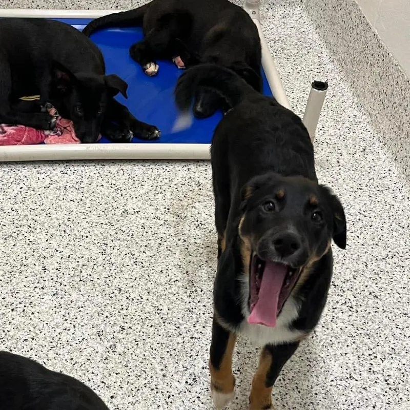 A young large-sized female Black Australian Shepherd dog named Arizona for adoption in Duck River, TN