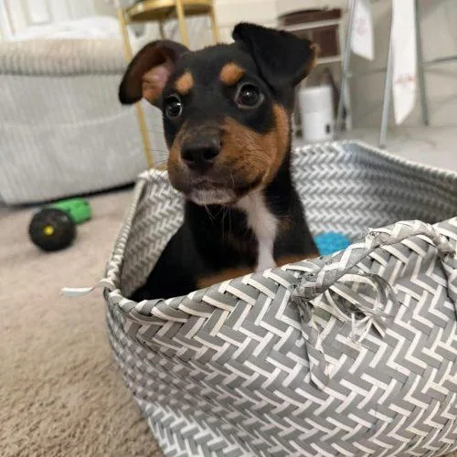 A baby medium-sized male Black Rottweiler dog named Olivia for adoption in Sanford, NC