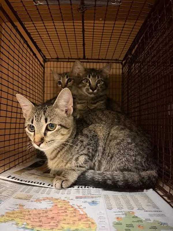 A baby small-sized female Domestic Short Hair cat named Persimmon for adoption in Austin, TX
