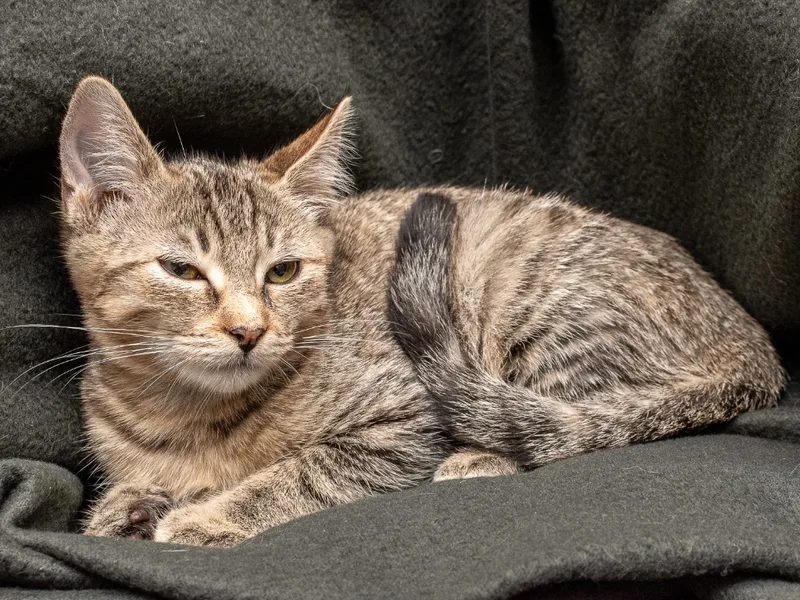 Raspberry thumbnail 2