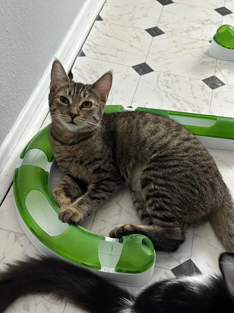 Raspberry thumbnail 3