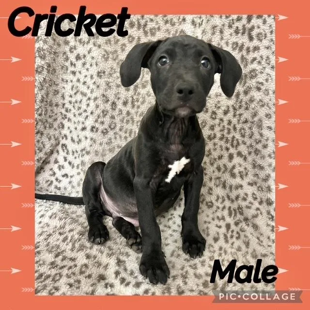 A baby medium-sized male Labrador Retriever dog named Cricket for adoption in Manchester, CT