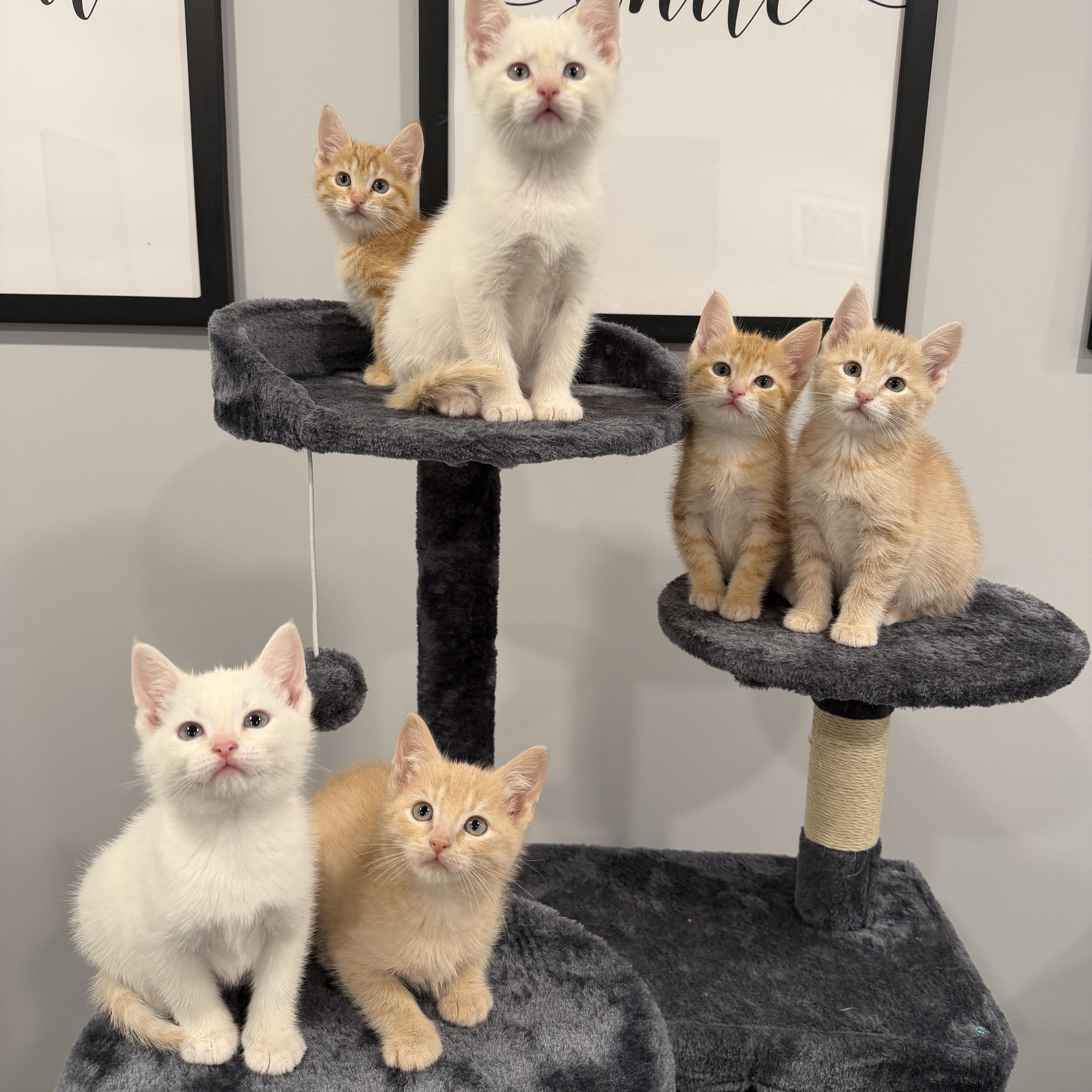 A baby medium-sized male White Domestic Short Hair cat named Sumo for adoption in Chicago, IL