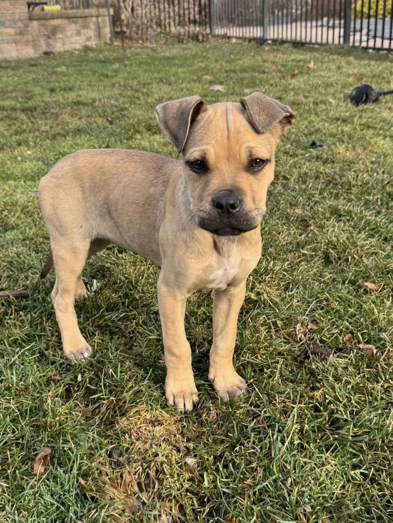 Penelope thumbnail 2